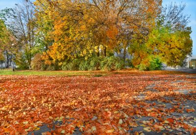 Yard with Fallen Leaves