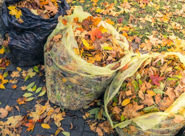 Cost of Yard Cleanup Service in Bainbridge Island