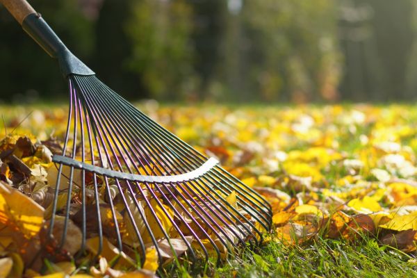 Cost of Leaf Raking Service in Bainbridge Island