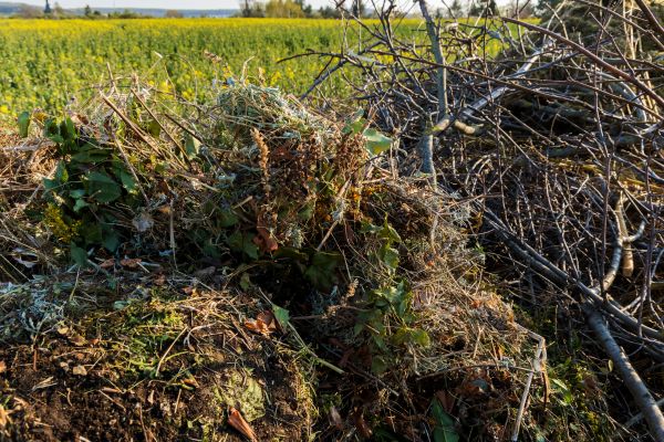 Cost of Brush Disposal in Bainbridge Island