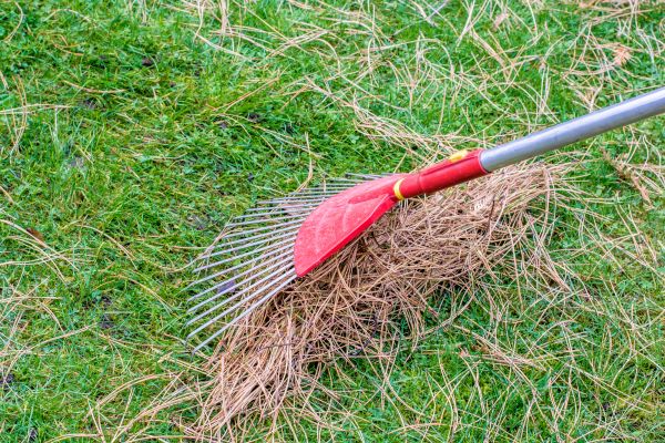 Cost of Yard Raking in Bainbridge Island